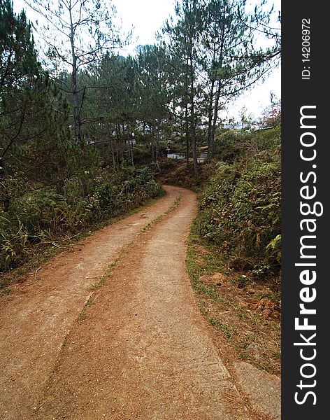 Pine Trees on a Country Pathway