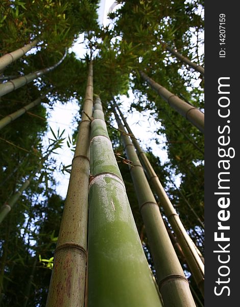 Long bamboo trees-Close up shoot from ground to sky.