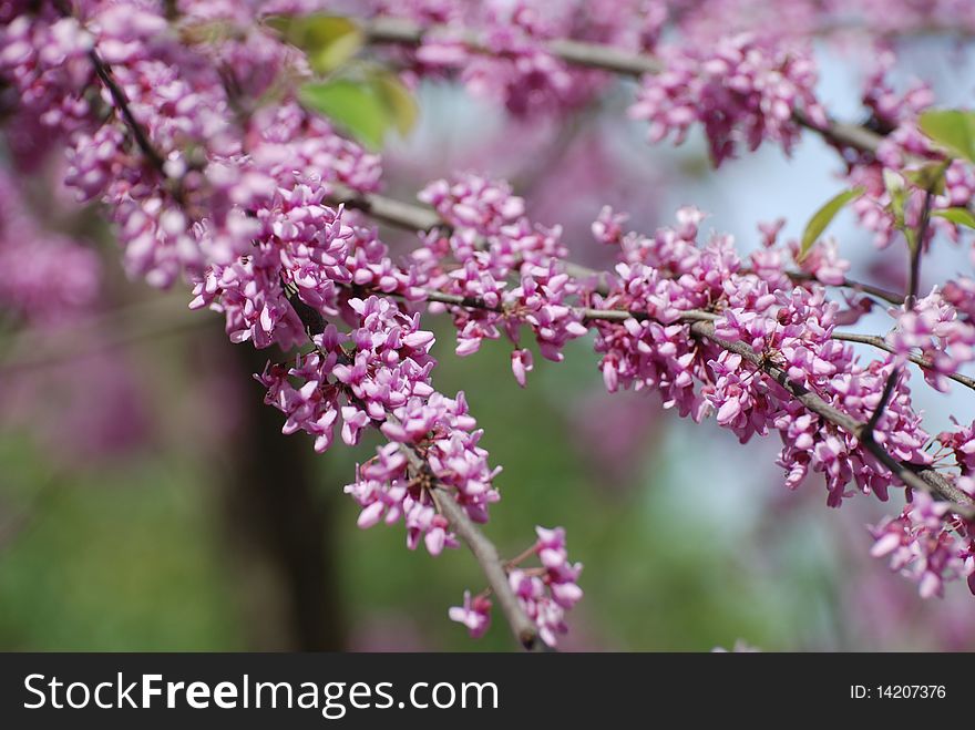 Pink blossom branch