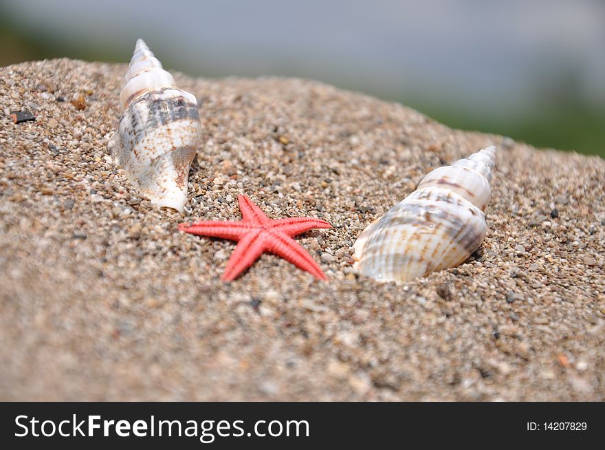 Sea stars on the beach between the two shells. Sea stars on the beach between the two shells