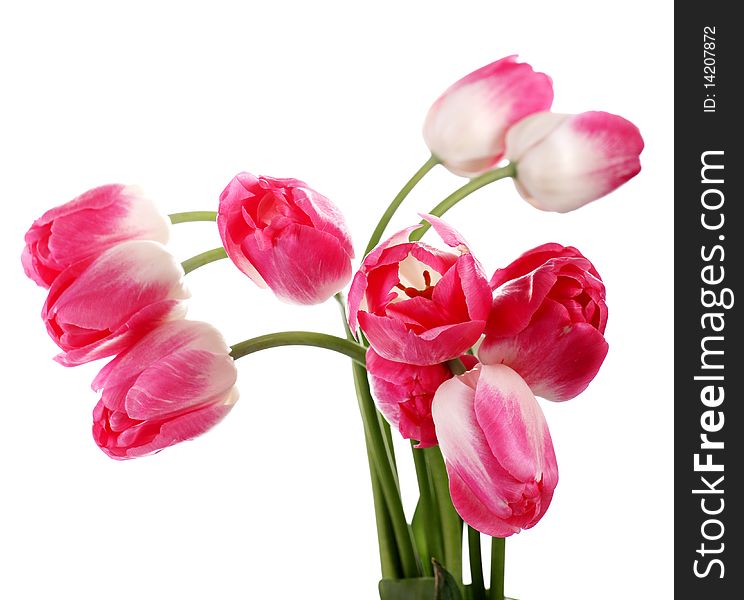 Beautiful fresh red tulips isolated at white bacground. Beautiful fresh red tulips isolated at white bacground