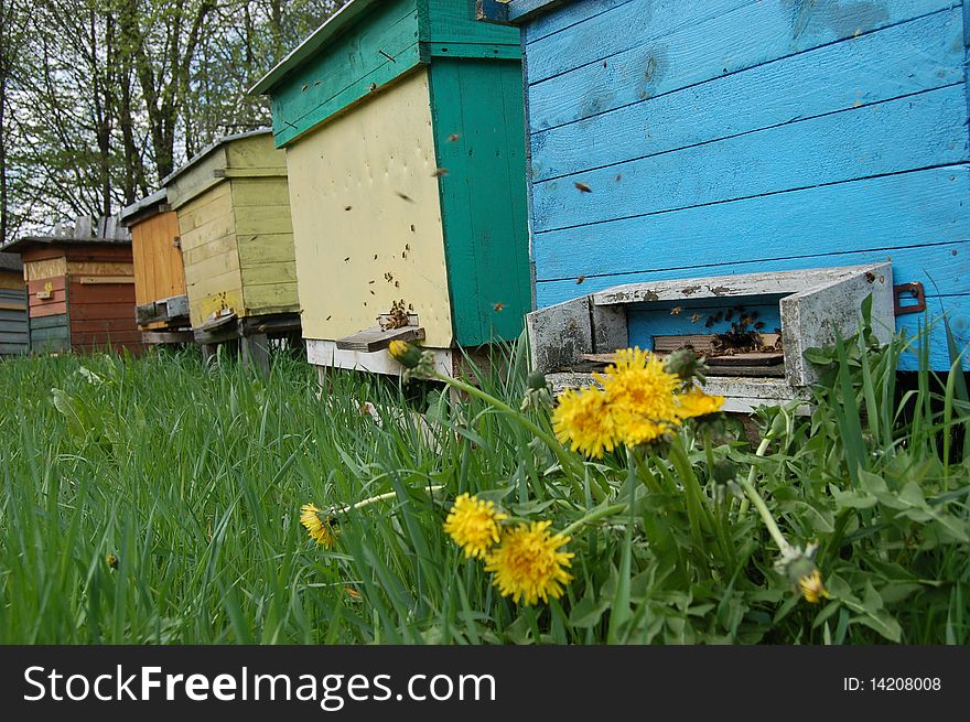 A few beehives and flying bees in springtime somewhere in Poland. A few beehives and flying bees in springtime somewhere in Poland