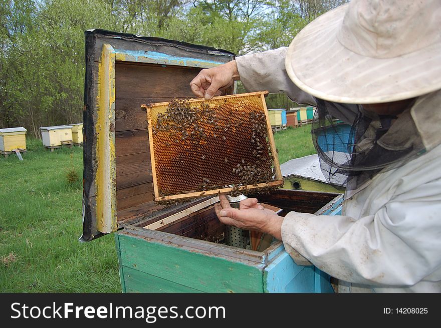 Beekeeper working in apiary in springtime