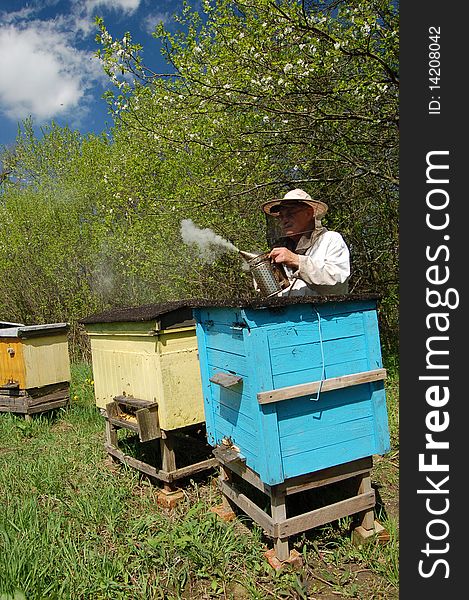 Beekeeper working in apiary in springtime