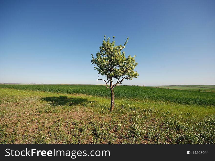 Lonely tree in field