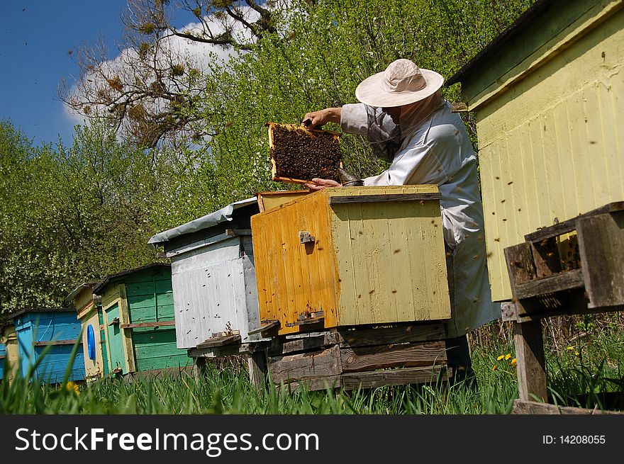 Beekeeper working in apiary in springtime