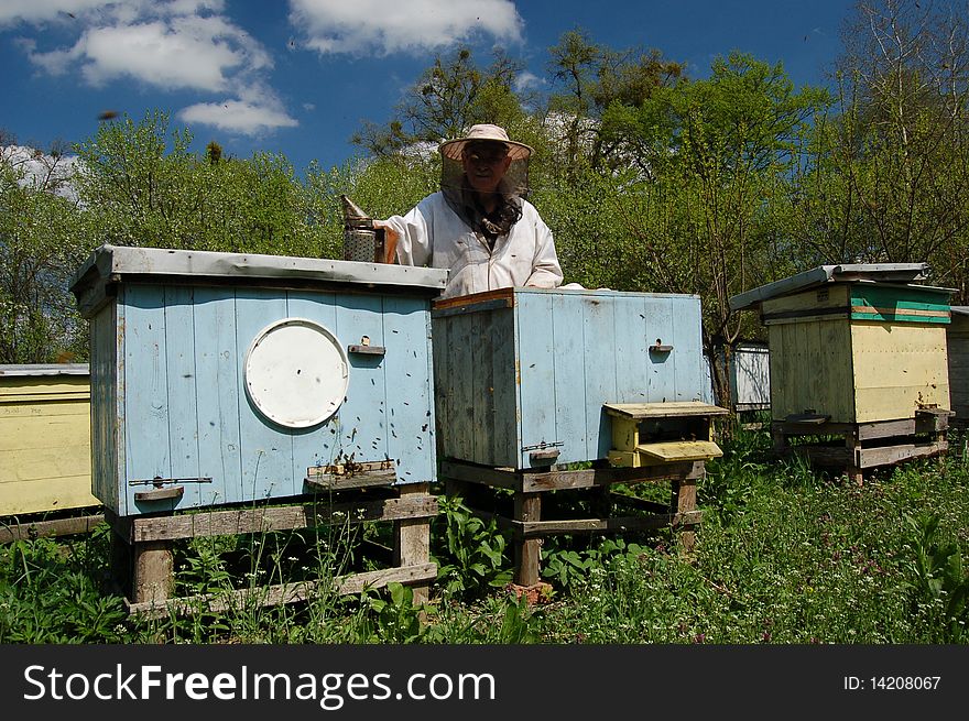 Beekeeper working in apiary in springtime