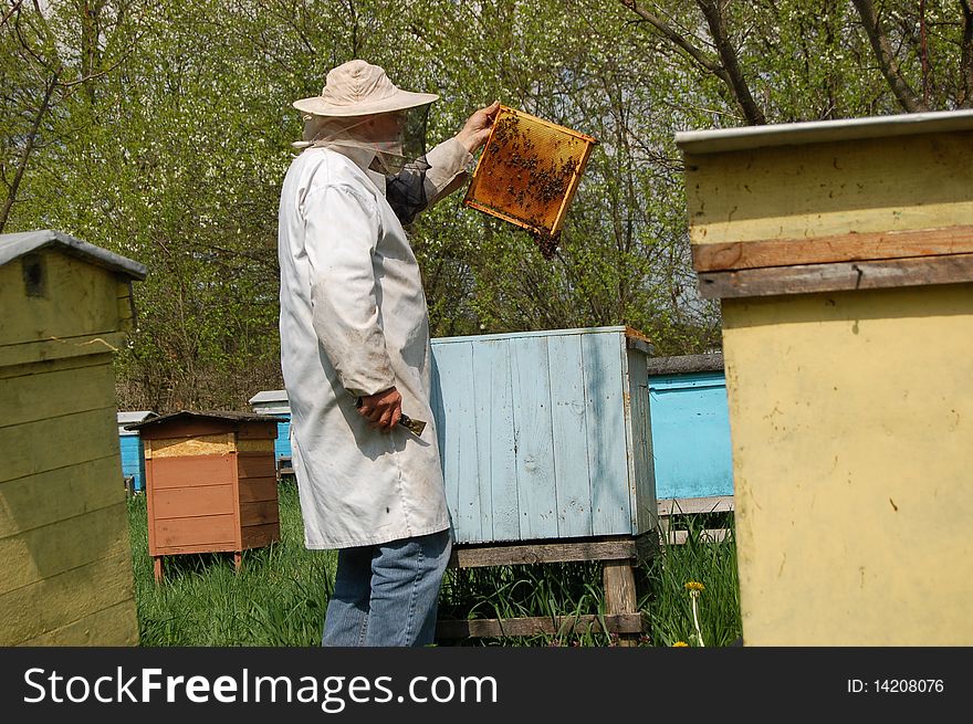 Beekeeper working in apiary in springtime