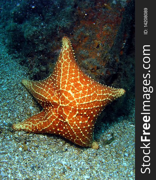 A starfish at the bottom at the Blue Heron Bridge pylon.