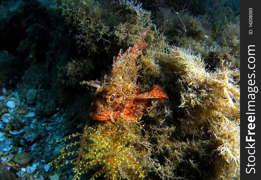 Scorpionfish hiding in some sea weed at Blue Heron Bridge in South Florida