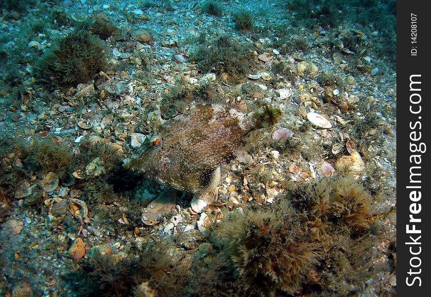 A invisible fish at the bottom at the Blue Heron in south Florida.