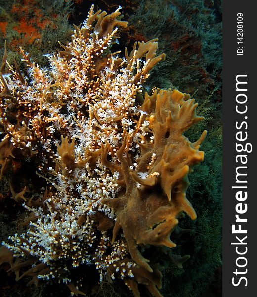 Beautiful brown coral with white coral at the bottom at the Blue Heron in south Florida. Beautiful brown coral with white coral at the bottom at the Blue Heron in south Florida.