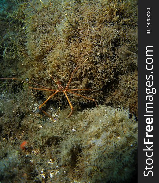 Arrow crab at the bottom at the Blue Heron in south Florida.