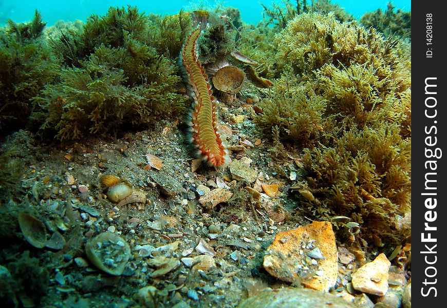 Bearded fireworm at the bottom at the Blue Heron in south Florida.