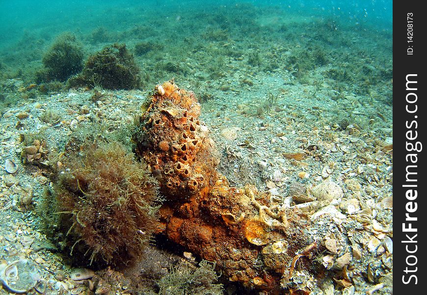 Beautiful brown coral at the bottom at the Blue Heron in south Florida. Beautiful brown coral at the bottom at the Blue Heron in south Florida.