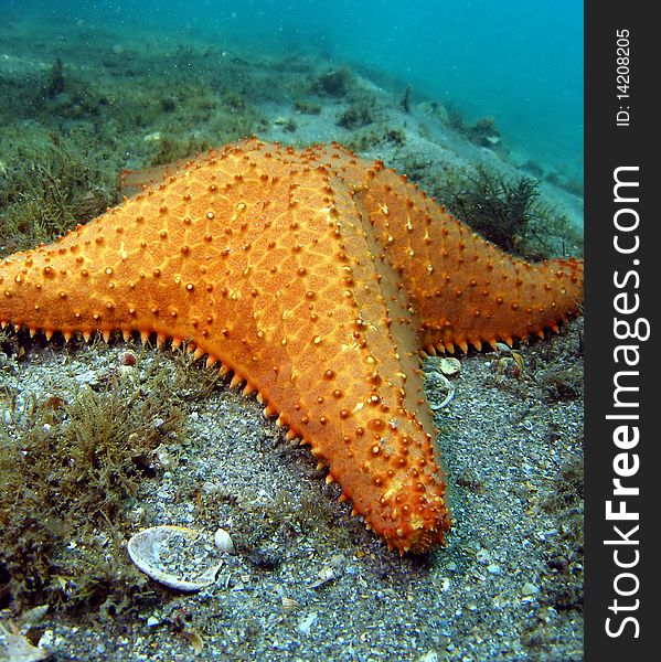 A starfish at the bottom at the Blue Heron in south Florida.