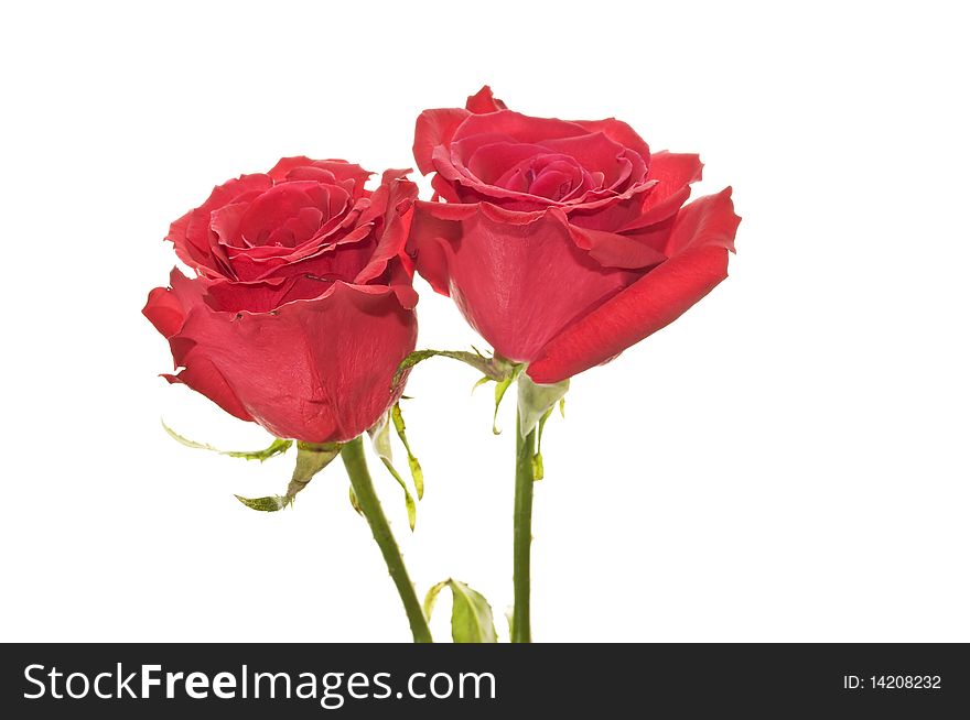 Two beautiful red roses isolated on a white background. Two beautiful red roses isolated on a white background.