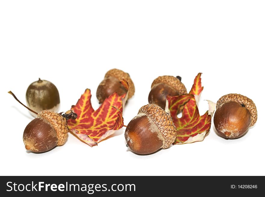 Acorns and maple leaves isolated on a white background. Acorns and maple leaves isolated on a white background.