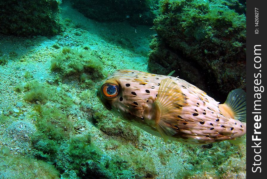 A close-up of a balloonfish in 18 feet of water off the coast of south Florida. south Florida.