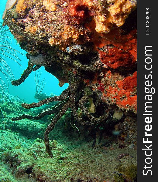 Beautiful coral off the south Florida coast. Beautiful coral off the south Florida coast.