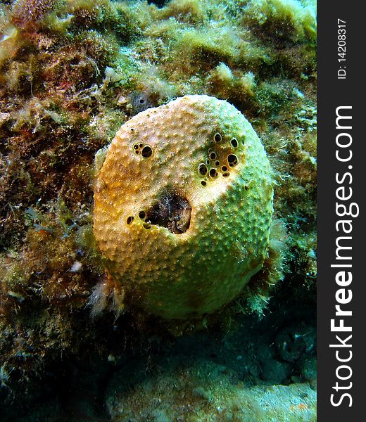 Smiley coral at 18 feet of water off the coast of south Florida. south Florida.