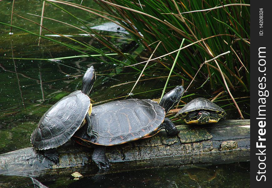 Turtles on a log in a pond