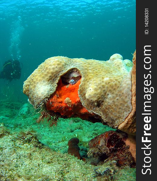 Beautiful coral design with diver in 18 feet of water off the coast of South Florida.