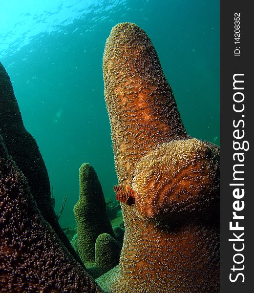 Beautiful pillar coral design in 18 feet of water off the coast of South Florida.