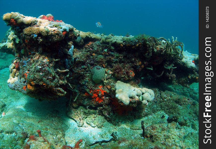 Coral Mound
