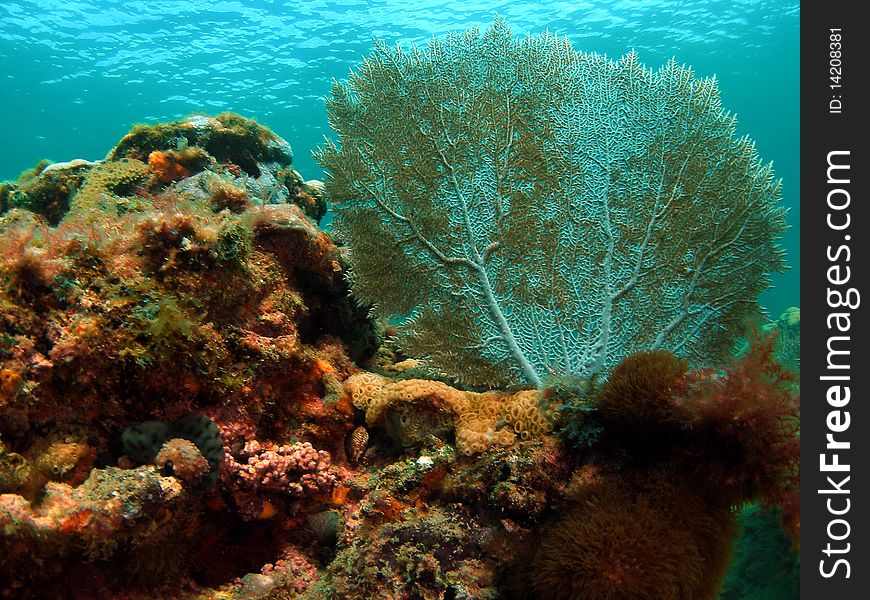 Beautiful coral mound with damaged fan coral off the south Florida coast.