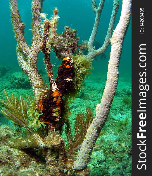 Damaged coral formation off the south Florida coast.
