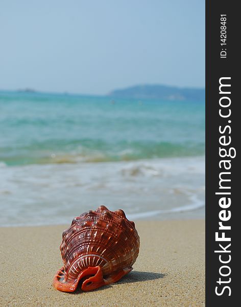 A conch shell on an exotic beach with the sea in the background