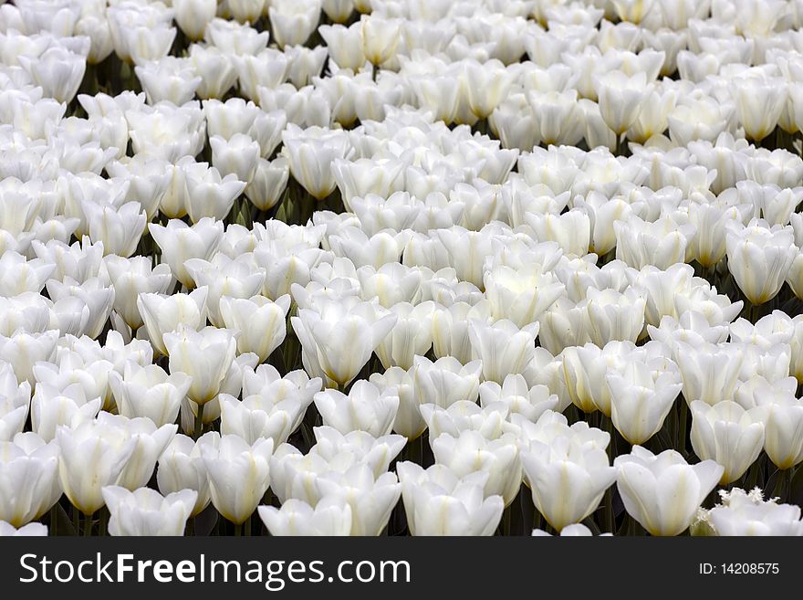 Carpet of blooming white tulips.