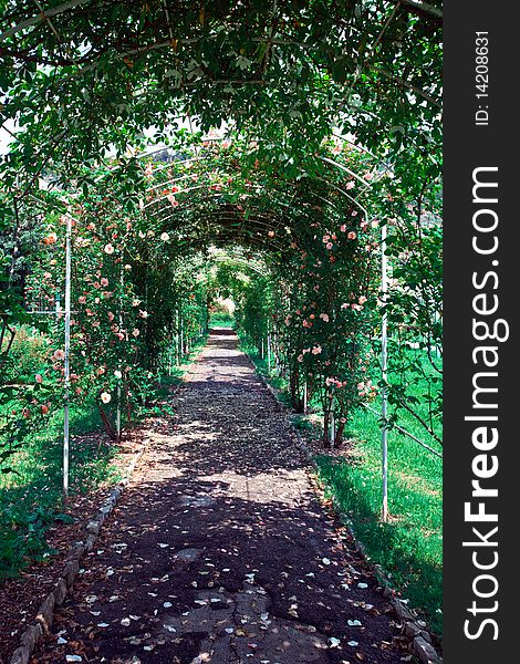 Flower gallery and carpet of petals