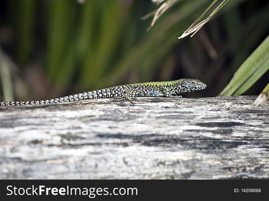 A colorful lizard basks in the sun. A colorful lizard basks in the sun