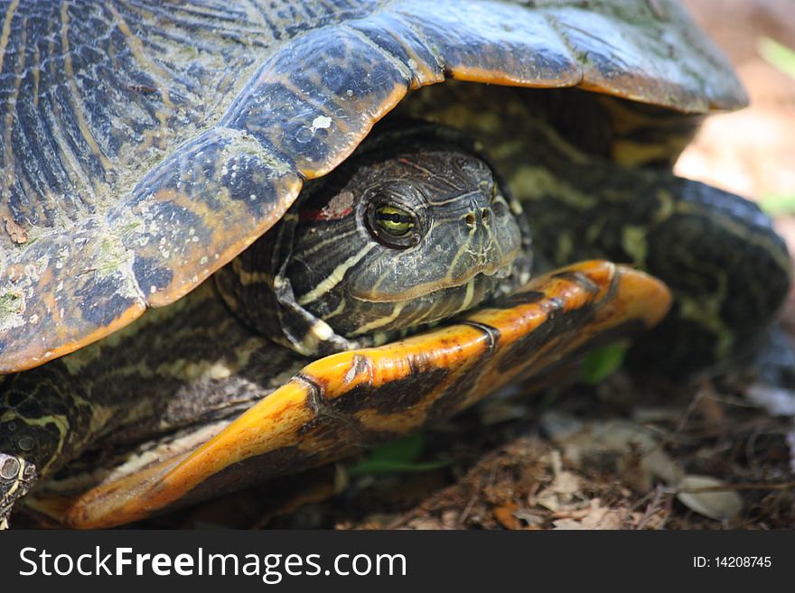 Looking into the green eye of a Texas Tortoise.