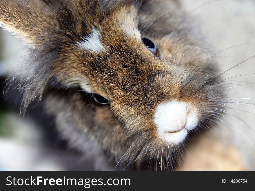 Portrait of cute small brown rabbit closeup