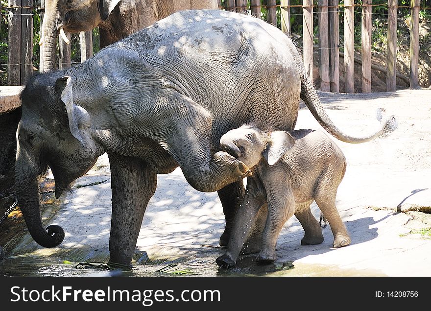 Recent visit to zoo, saw this mother elephant kick her baby. Recent visit to zoo, saw this mother elephant kick her baby