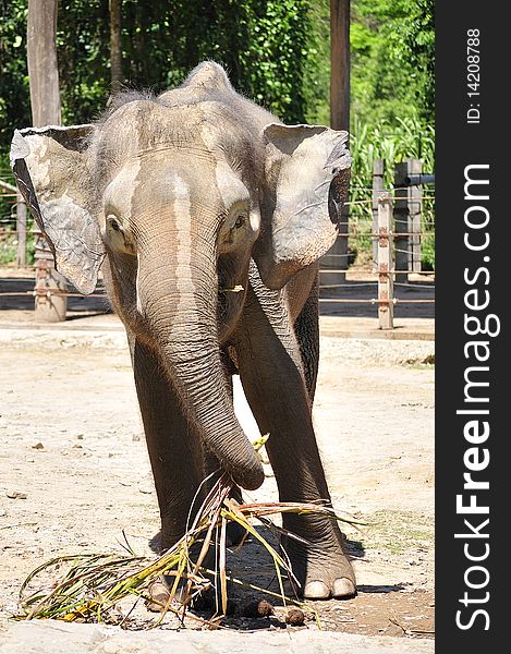 Recent visit to zoo, saw this adult elephant having it's snack. Recent visit to zoo, saw this adult elephant having it's snack