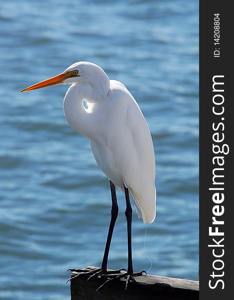 White heron fisjing on the ocean brisbane queensland