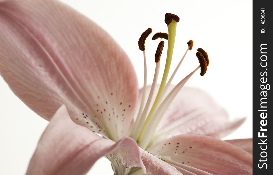 High-key close-up of soft pink lily on white background
