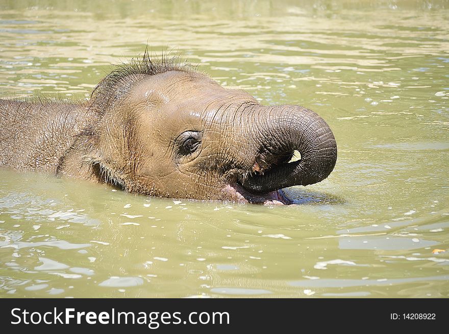 Recent visit to zoo, able to capture this adult elephant relaxing in the pool. Recent visit to zoo, able to capture this adult elephant relaxing in the pool