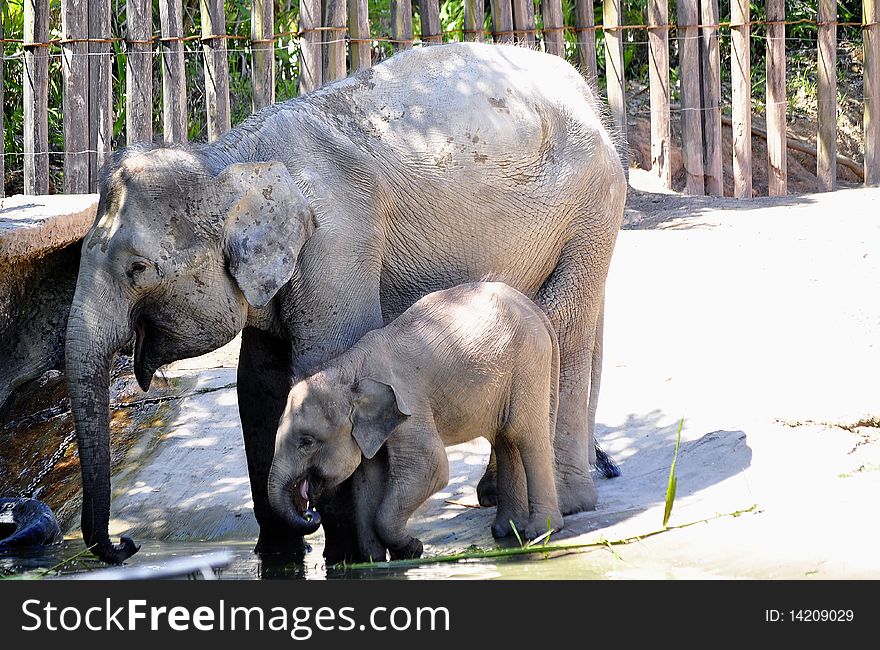 Saw this mother elephant with her baby beside the pool drinking water. Saw this mother elephant with her baby beside the pool drinking water