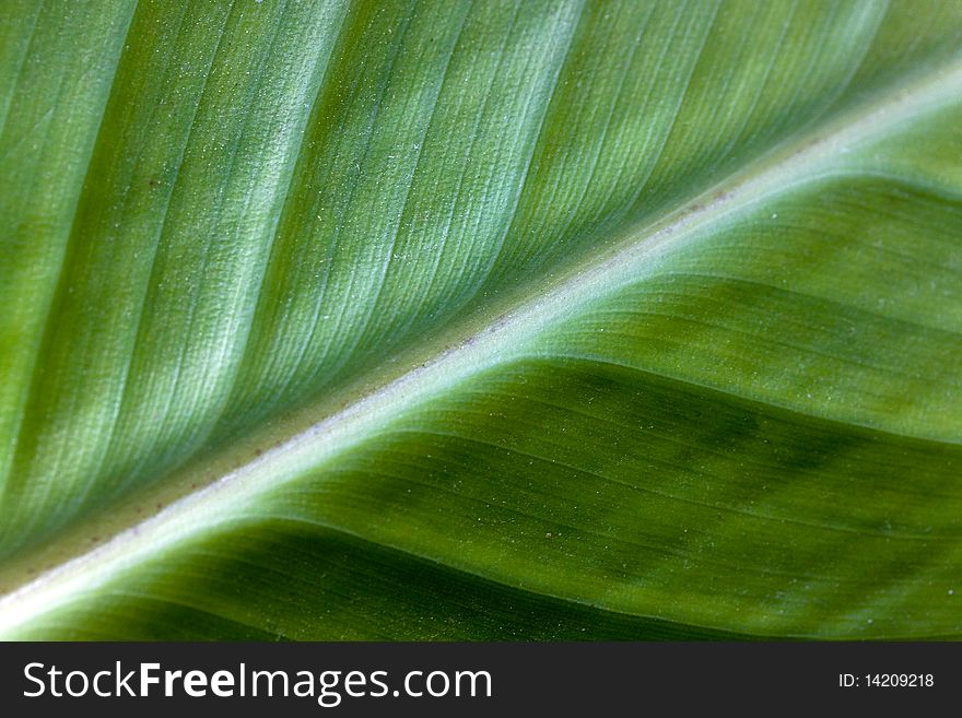 Agave  Leaf Texture ,close Up