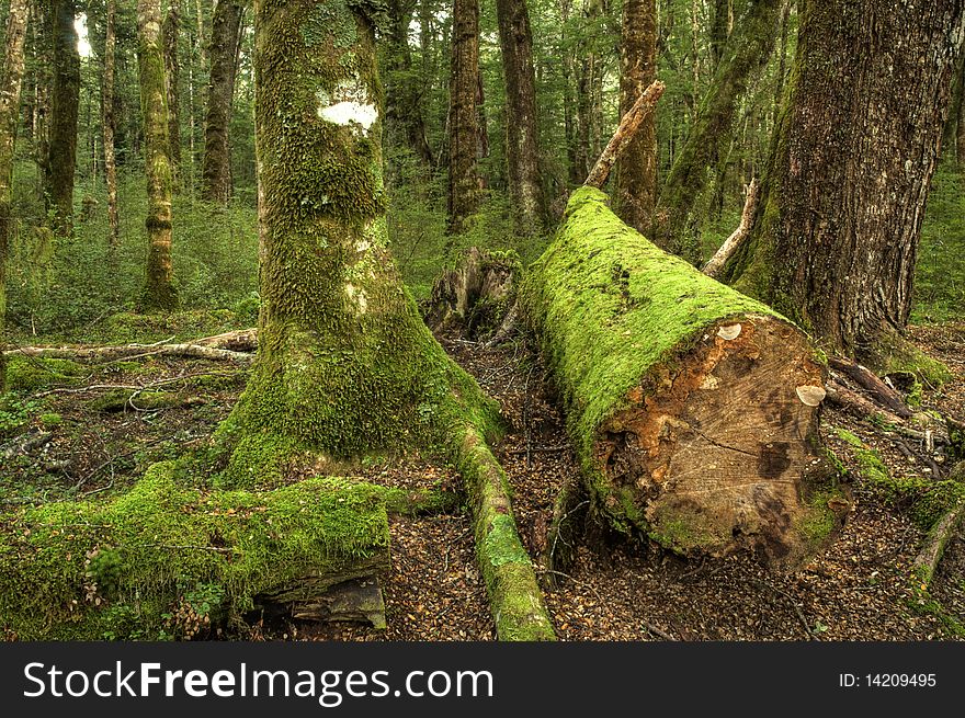 A Beautiful Green Forest near Te Anau, New Zealand. A Beautiful Green Forest near Te Anau, New Zealand