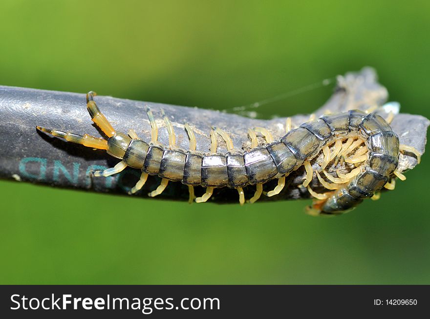 Creepy looking centipede hanging out in the backyard