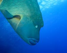 Underwater World In Deep Water In Coral Reef And Plants Flowers Flora In Blue World Marine Wildlife, Fish, Corals And Sea Creature Stock Photos Underwater World In Deep Water In Coral Reef And Plants Flowers Flora In Blue World Marine Wildlife, Fish, Corals And Sea Creature Stock Photos