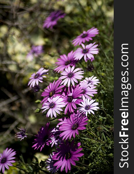 Corner`s garden with purple daisies in the morning of a spring day. Corner`s garden with purple daisies in the morning of a spring day