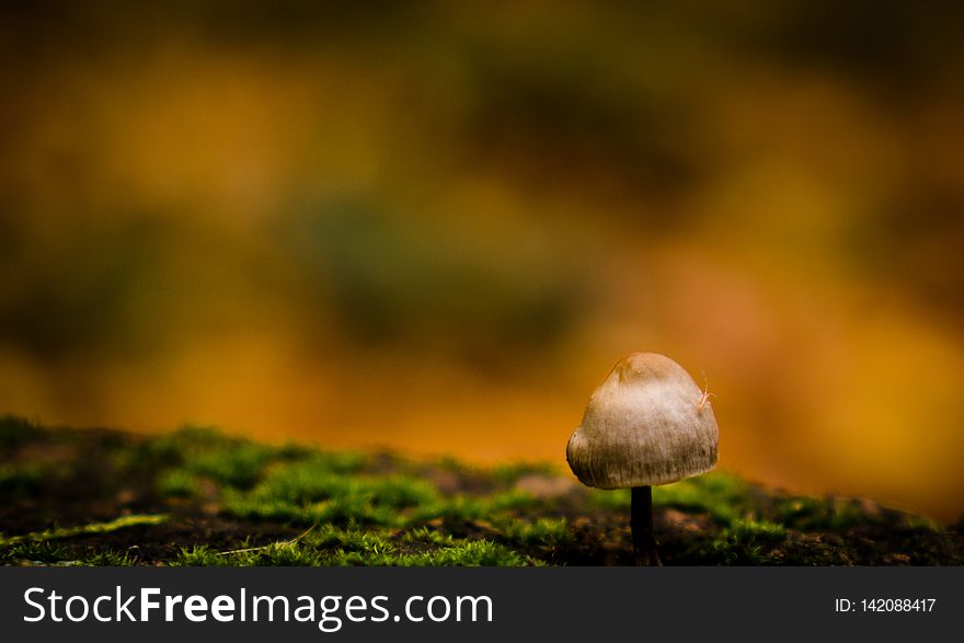 bug on mushroom