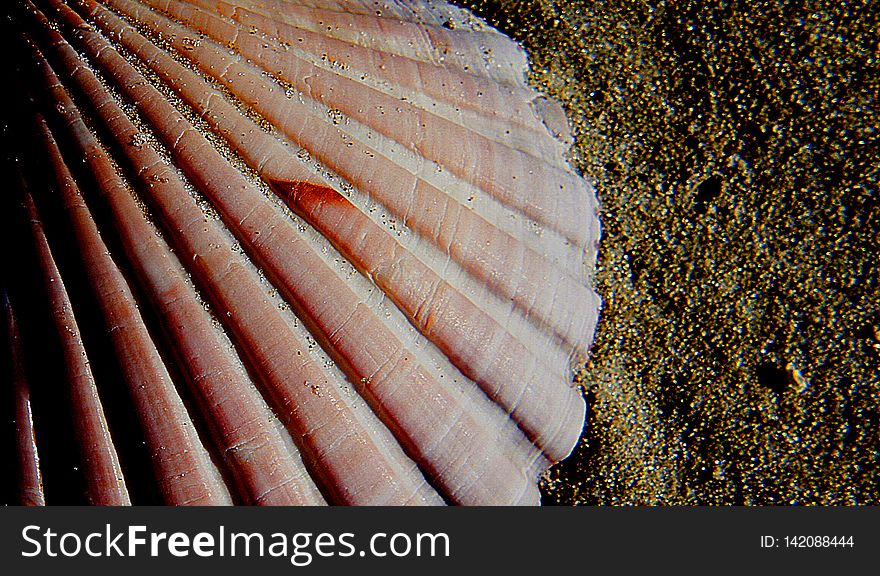 Scallop Shell.